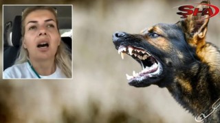 Kuduz köpekler Ankara'ya mı götürüldü? Valilik harekete geçti