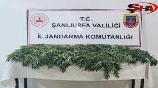 Şanlıurfa’da uyuşturucu operasyonu: 2 gözaltı