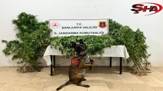 Şanlıurfa'da uyuşturucu operasyonunda 12 şüpheli yakalandı