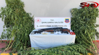 Şanlıurfa'nın 5 ilçesinde operasyon!