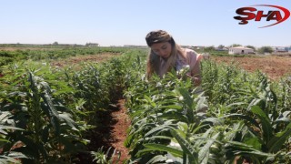 Urfa Susamı, Şanlıurfa Büyükşehir Belediyesi ile yeniden hayat buluyor