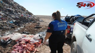 Şanlıurfa’da 1 ton bozuk et ele geçirildi