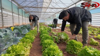 BÜYÜKŞEHİR SERALARINDA KIŞLIK SEBZE HASADI BAŞLADI