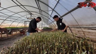 ŞANLIURFA’DA MODERN SERALARDA 30 BİN FİDAN ÜRETİMİ BAŞLADI