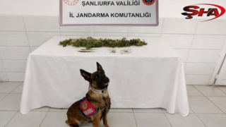 Birecik'te ruhsatsız silah ve uyuşturucu operasyonu