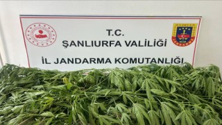Şanlıurfa'da jandarma baskını! Tarlada 35 kök kenevir ele geçirildi