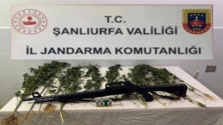 Suruç’ta yasa dışı kenevir ekimine operasyon