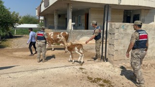 2 büyükbaş hayvan gitti, 315 bin TL ödenmedi! Şüpheli yakalandı