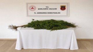 Jandarmadan narkotik operasyonu: Yasa dışı ekime geçit yok