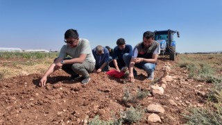 Şanlıurfa’da tarihi safran üretimi büyükşehir desteğiyle yeniden canlanıyor