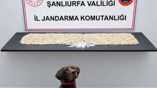 Eyyübiye’de uyuşturucu baskını