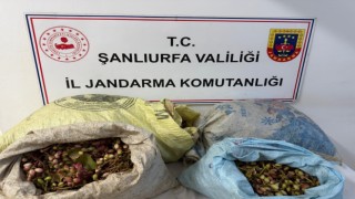 TİGEM arazisinde fıstık hırsızlığı: 4 şüpheli gözaltında